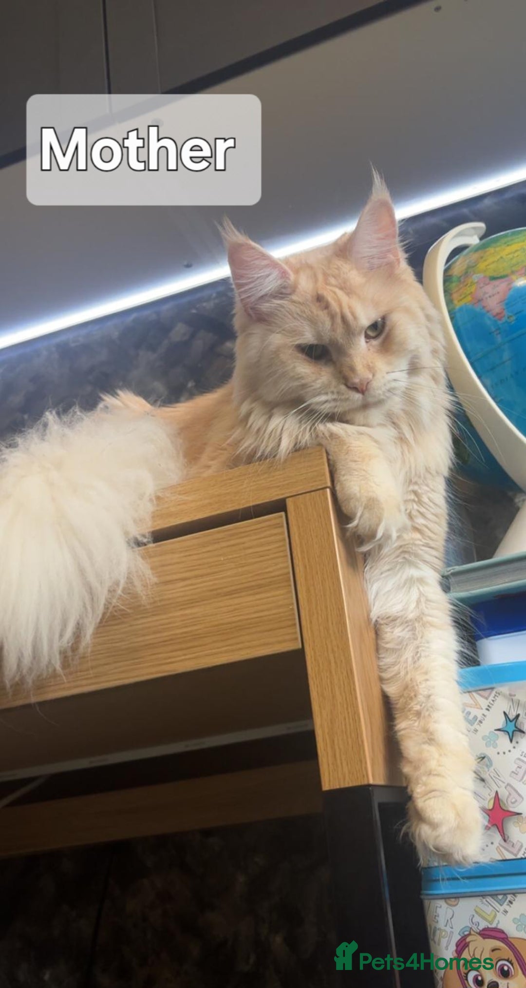 Maine Coon cats for sale: Maine Coon Kittens  - Advert 16