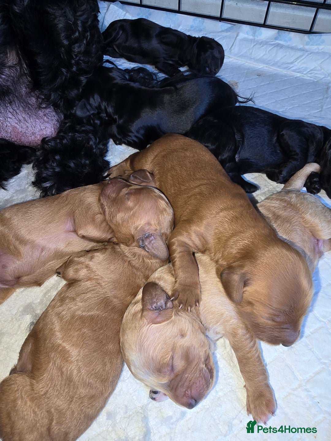 Cockapoo dogs for sale: ✨️ Beautiful F1B Cockapoo Puppies✨️ - Image 6