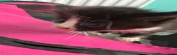Mixed Breed cats for sale: 2 female and 2 male kittens  - Advert 6