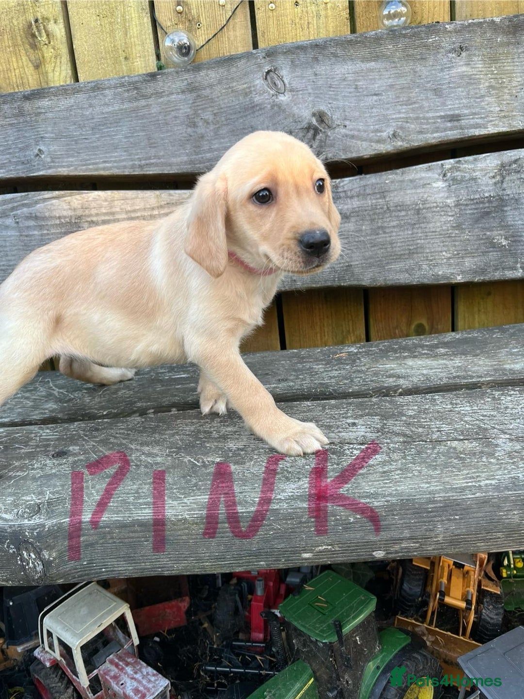 Labrador Retriever dogs for sale: Lovely Labrador pups - Image 25