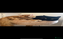 Mixed Breed cats for sale: 1 year old ginger cat for rehoming  - Image 3