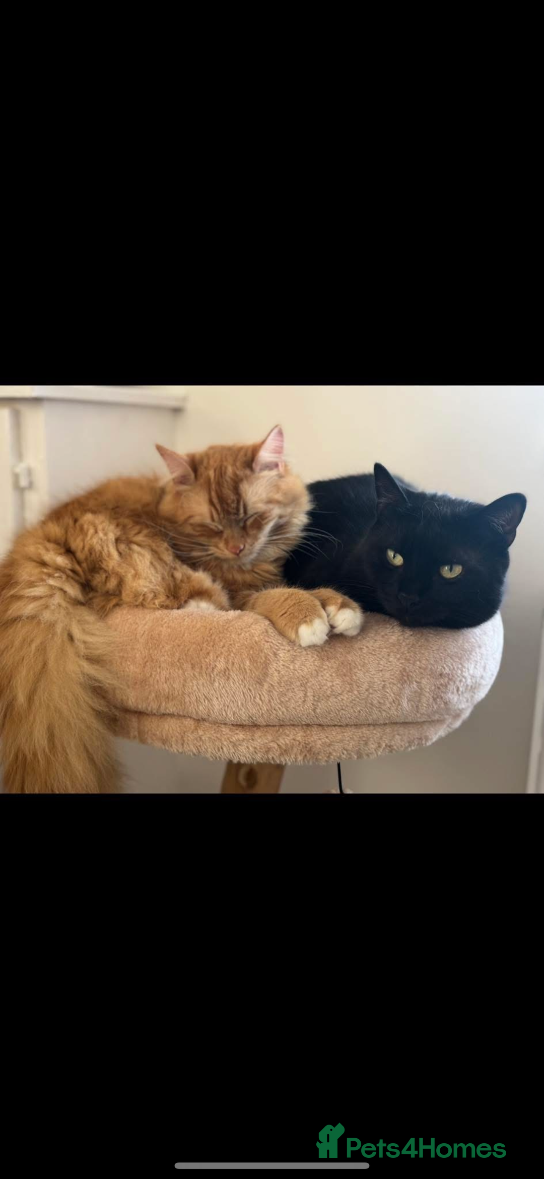 Mixed Breed cats for sale: 1 year old ginger cat for rehoming  - Image 3