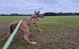 Mixed Breed dogs for sale: Belgian Malinois Kupa - Image 5