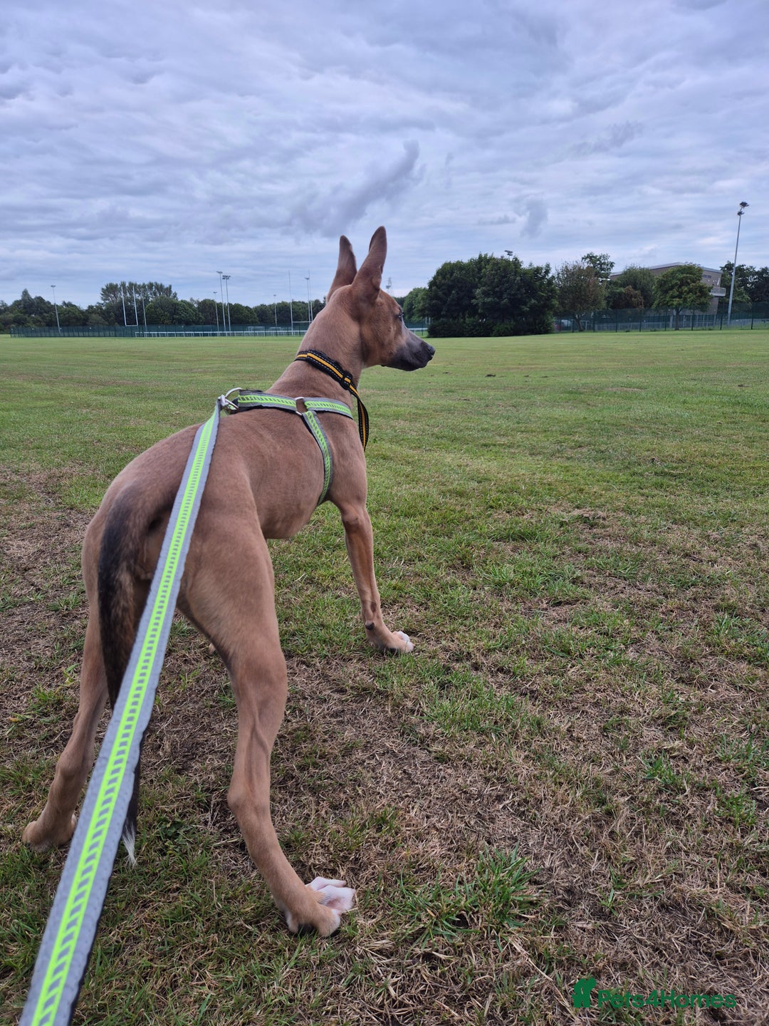 Mixed Breed dogs for sale: Belgian Malinois Kupa - Image 5