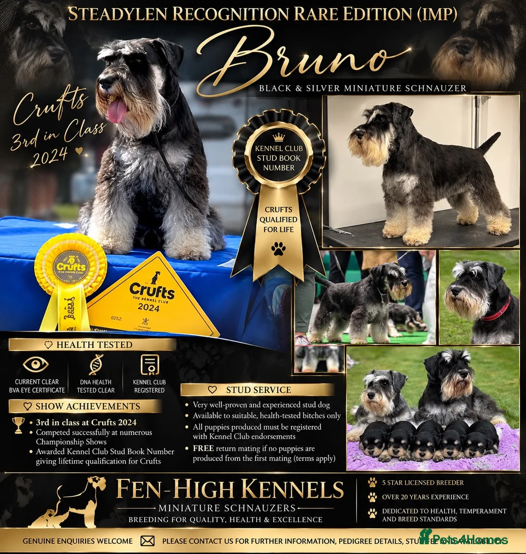 Miniature Schnauzer dogs for stud: 🏆 Crufts Placed, Stud Book Number, DNA Clear  in Cambridge - Advert 2