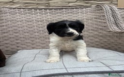 Cocker Spaniel dogs for sale: Beautiful cocker spaniel puppies  - Image 15