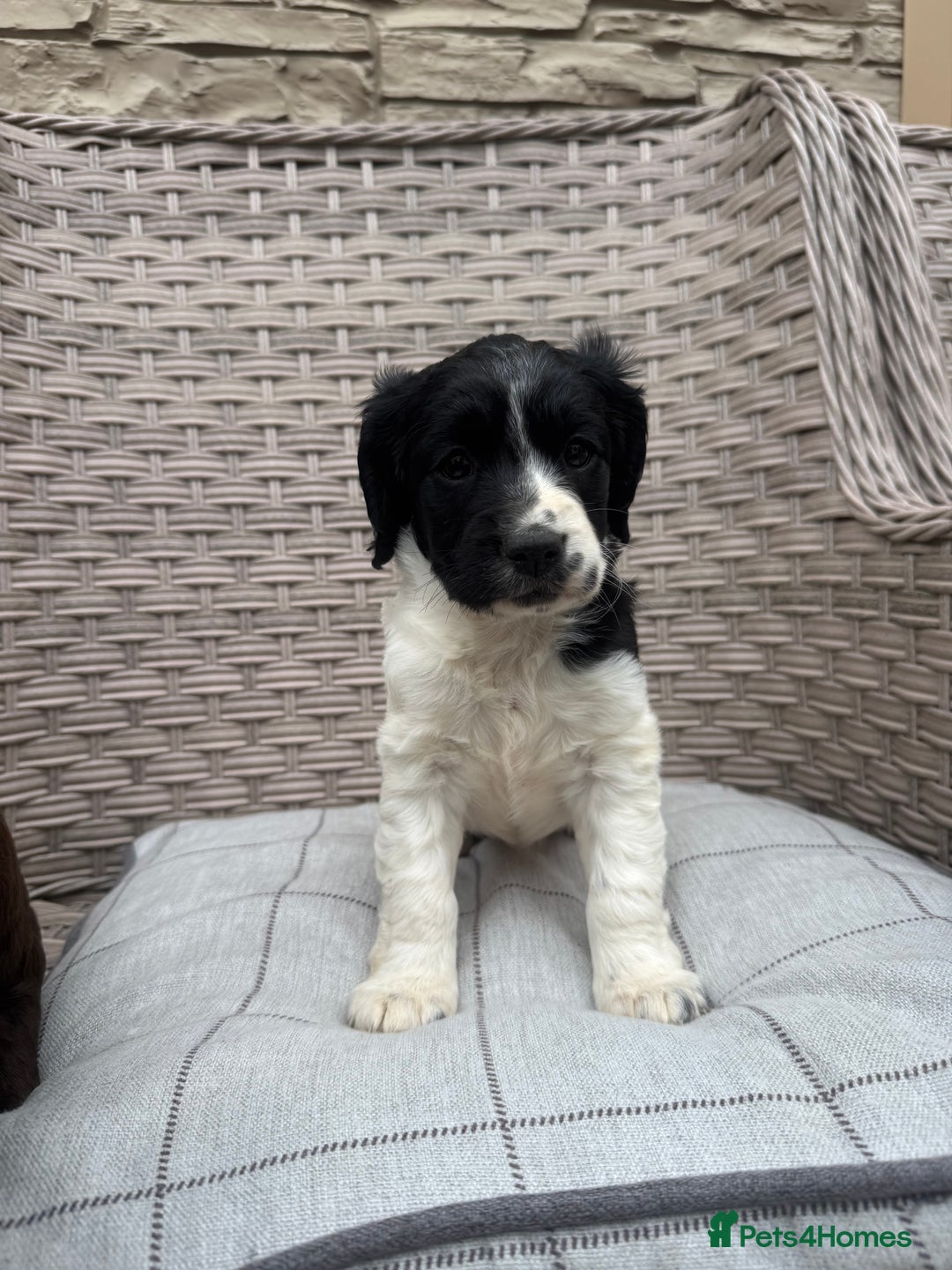 Cocker Spaniel dogs for sale: Beautiful cocker spaniel puppies  - Image 15