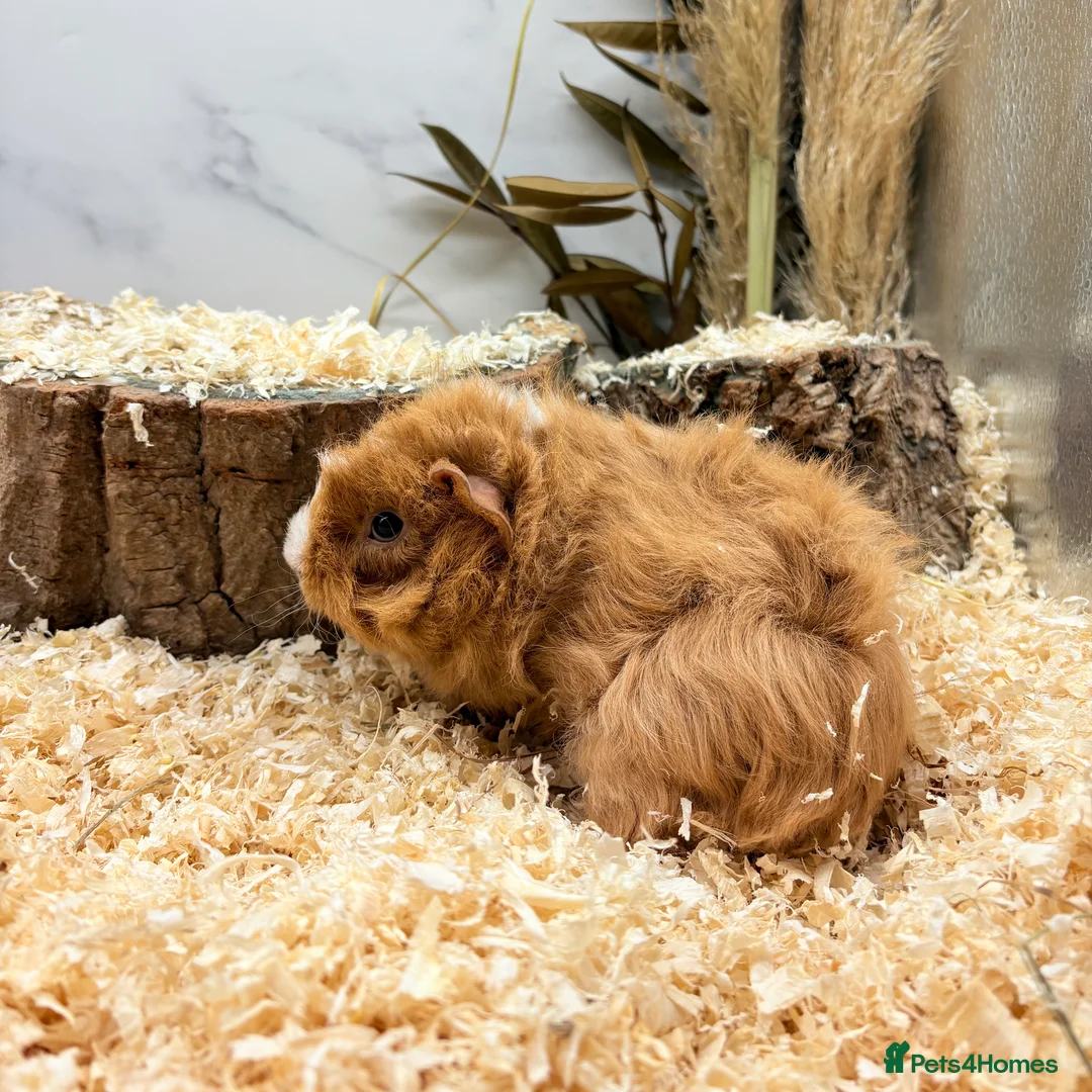 Guinea Pig rodents for sale: Multiple Baby Boy Guinea Pigs for sale  - Advert 11