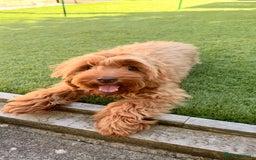 Cockapoo dogs for sale: 🐾 Loving Cockerpoo Puppy for Sale – Meet Nala! 🐾 - Image 4