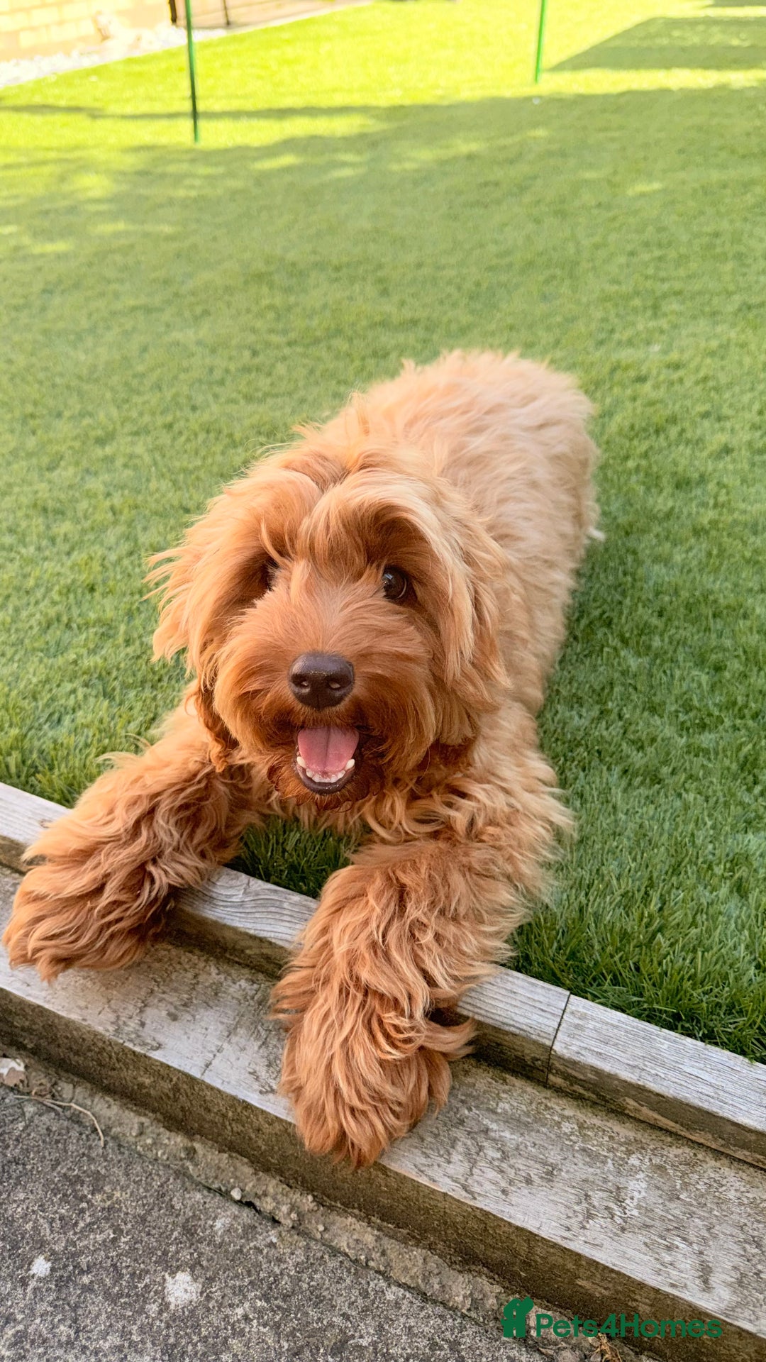 Cockapoo dogs for sale: 🐾 Loving Cockerpoo Puppy for Sale – Meet Nala! 🐾 - Image 4