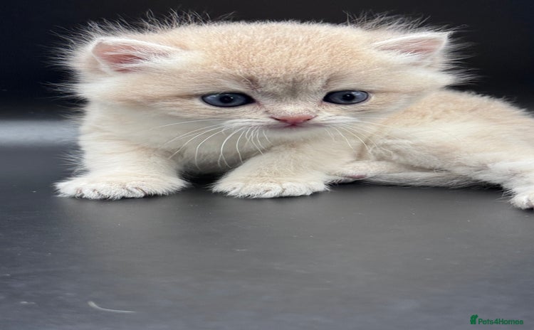 British Shorthair cats - Advert 15