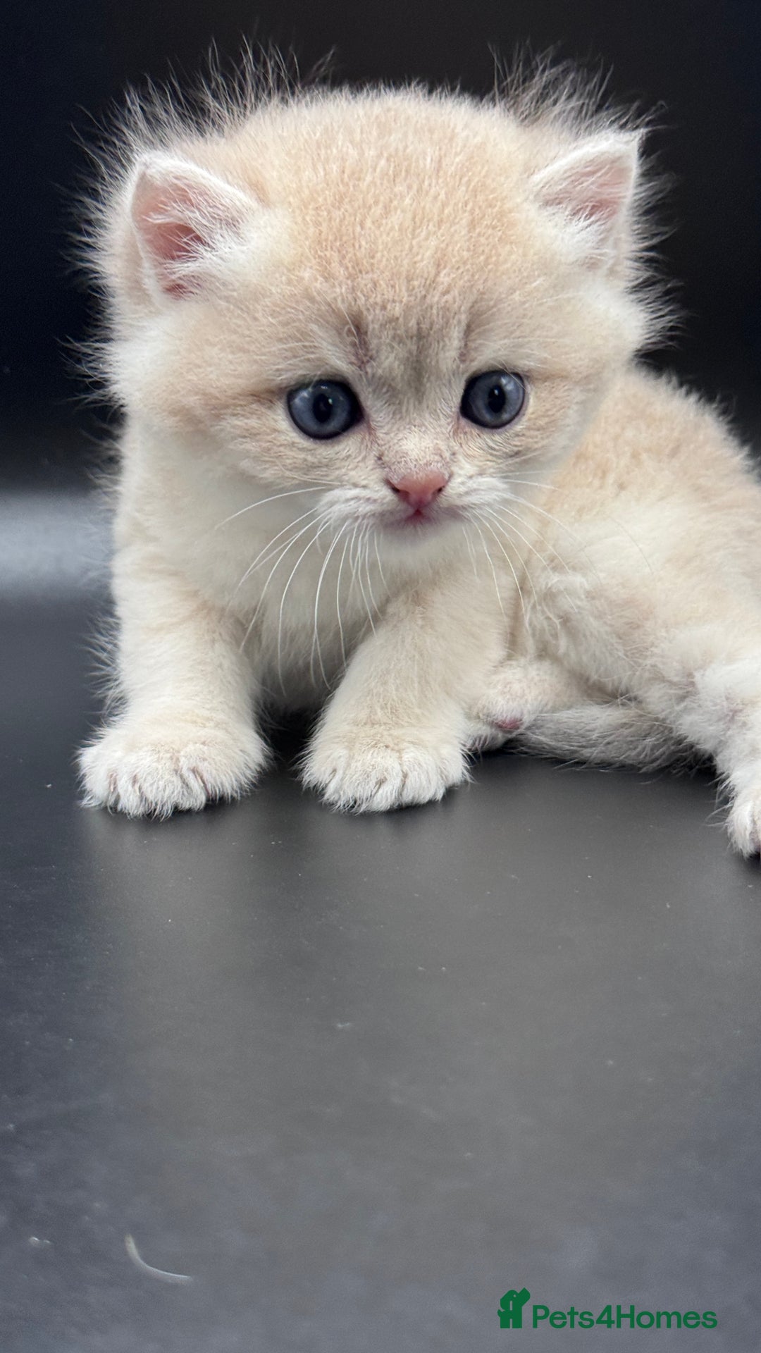 British Shorthair cats for sale: BSH GCCF GOLDEN AND BLUE KITTENS  - Image 1