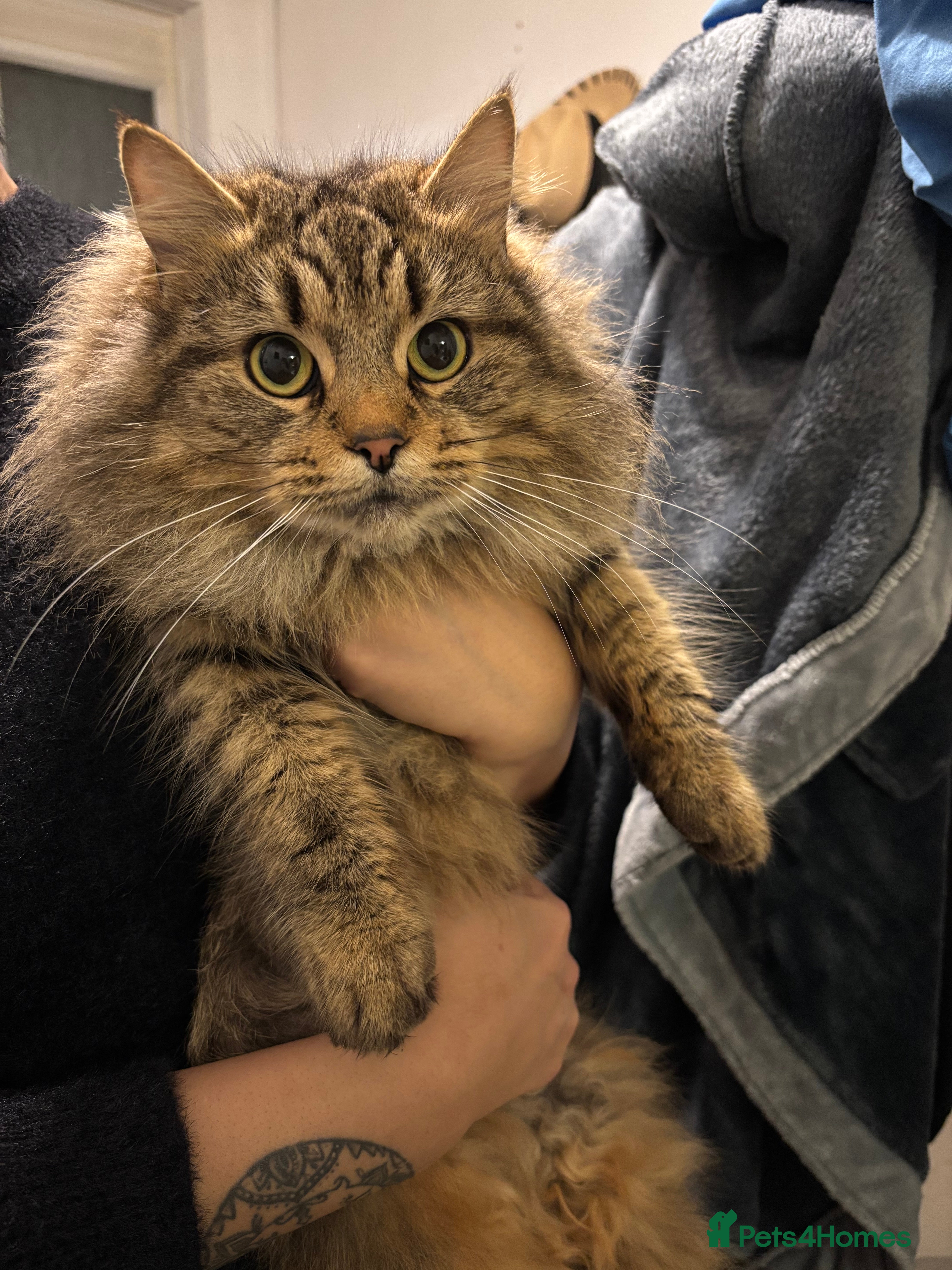 Mixed Breed cats Beautiful long haired girl  - Advert 2