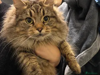 Mixed Breed cats Beautiful long haired girl - Advert 2