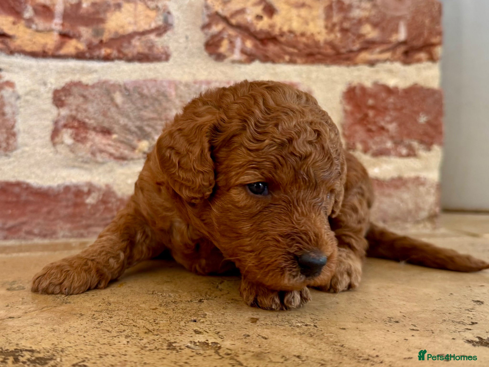 Cockapoo dogs F1b solid red cockapoos 🐾 - Advert 6