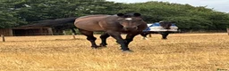 English Thoroughbred horses for sale: Sienna - 15.2hh, 10yo TB MARE in Corby - Advert 2