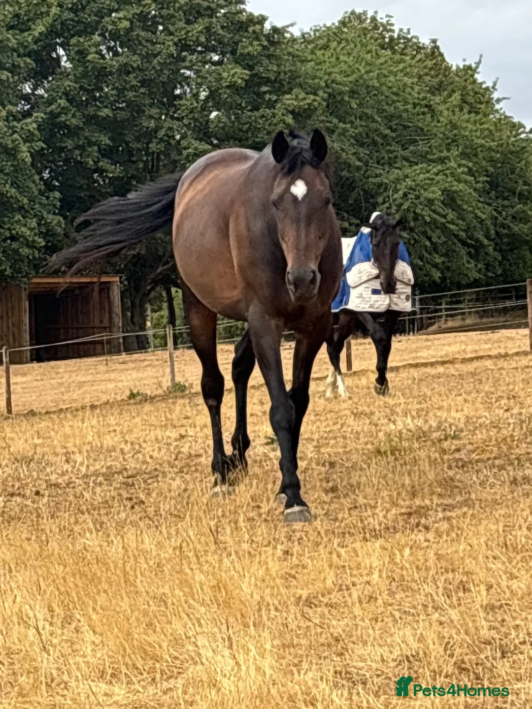 English Thoroughbred horses for sale: Sienna - 15.2hh, 10yo TB MARE in Corby - Advert 2