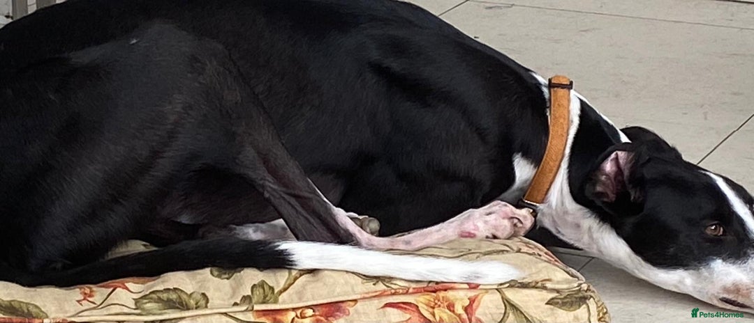 Greyhound dogs for sale: Greyhound Louie so loving on foster ready to adopt - Image 4