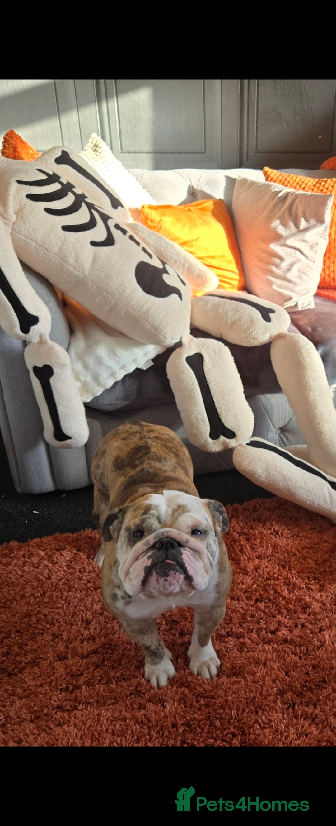 English Bulldog dogs for sale: British bull dog - Image 5