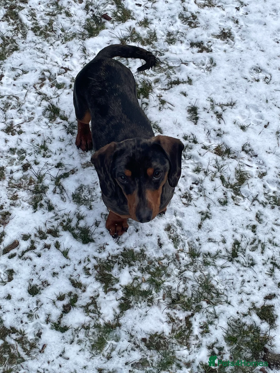 Miniature Dachshund dogs for sale: Miniature dachund  - Advert 3