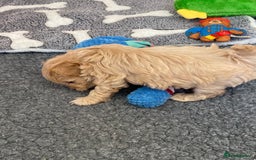 Maltipoo dogs for sale: Beautiful Apricot Maltipoo puppies. - Image 35