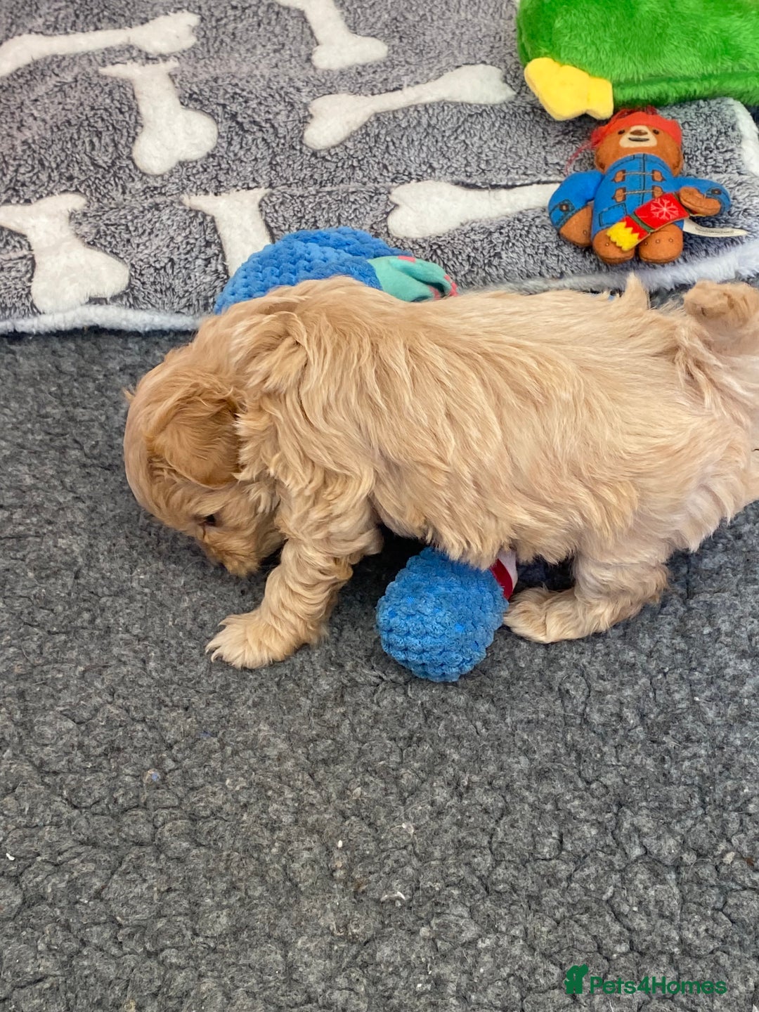 Maltipoo dogs for sale: Beautiful Apricot Maltipoo puppies. - Image 35