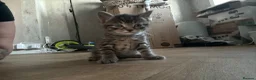 Bengal cats for sale: Bengal X kittens - Advert 14