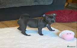 Staffordshire Bull Terrier dogs for sale: 🐾Reduced♥️World Famous Samtan Dozer & C in Swansea - Image 13