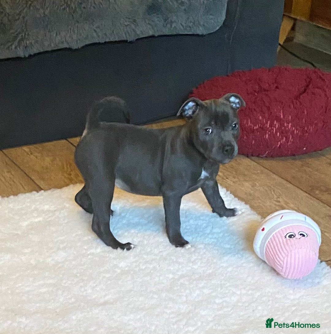 Staffordshire Bull Terrier dogs for sale: 🐾Reduced♥️World Famous Samtan Dozer & C in Swansea - Image 13