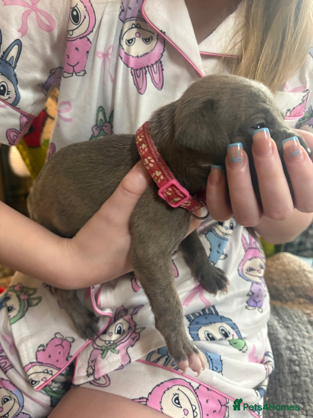 Mixed Breed dogs for sale: Staffy pups - Advert 16