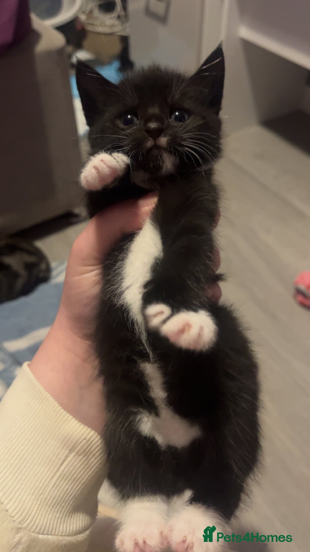 Domestic Shorthair cats for sale: Kittens who are looking for their forever homes🤍 - Advert 4