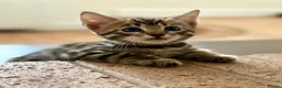 Bengal cats for sale: Beautiful Bengal kittens  - Advert 25