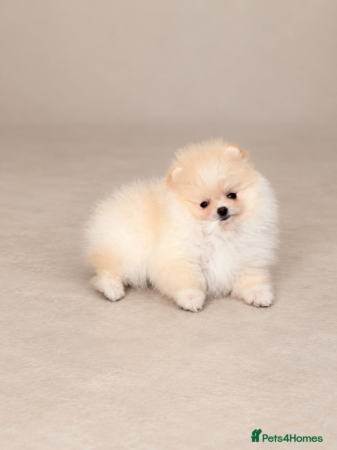 Pomeranian dogs Super Small Beautiful KC Pomeranian Girl! - Advert 7