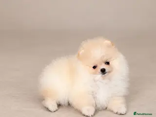 Pomeranian dogs Super Small Beautiful KC Pomeranian Girl! - Advert 4
