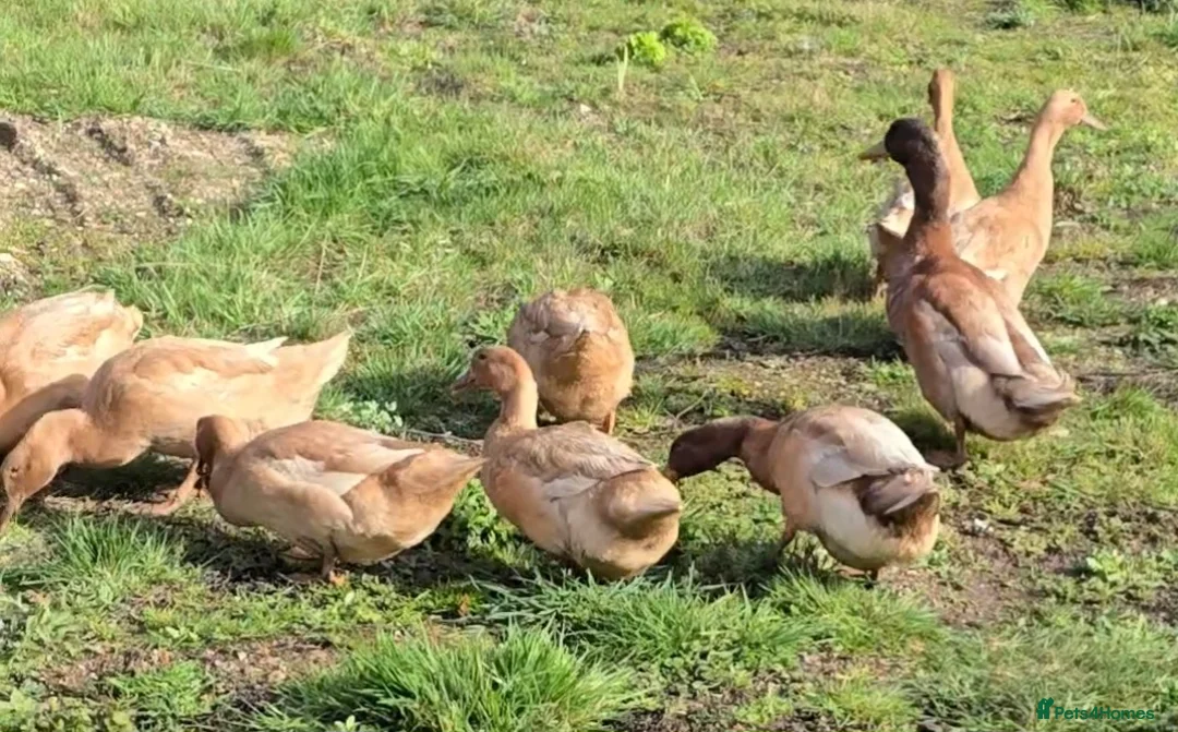 Ducks poultry for sale: Buff Orpington ducklings  - Advert 2