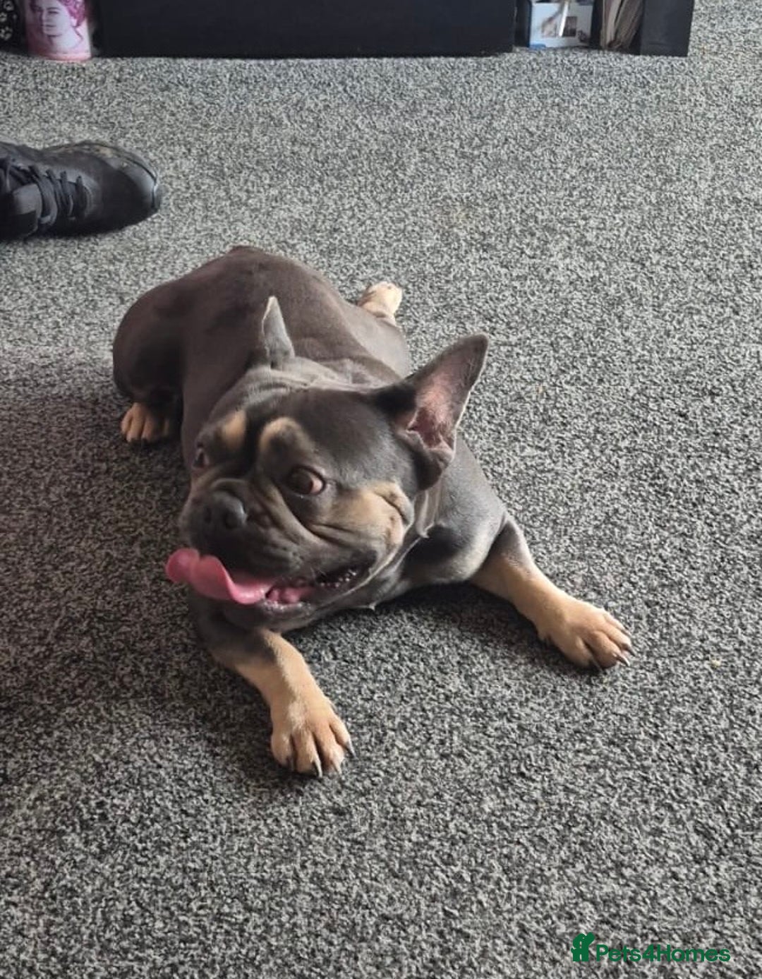 French Bulldog dogs for stud: Male blue + tan tri carrier stud  - Image 1