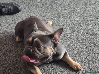 French Bulldog dogs - Advert 1