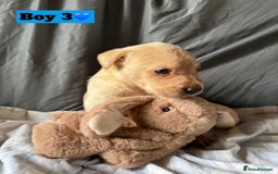 Labrador Retriever dogs for sale: 🐶 8 Gorgeous KC Labrador Puppy’s 🐶 - Image 18