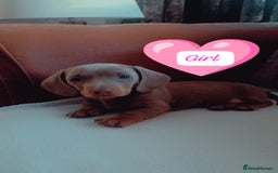 Miniature Dachshund dogs for sale: DWKC-REGISTERED- Miniature Dachshund Puppies  - Image 3