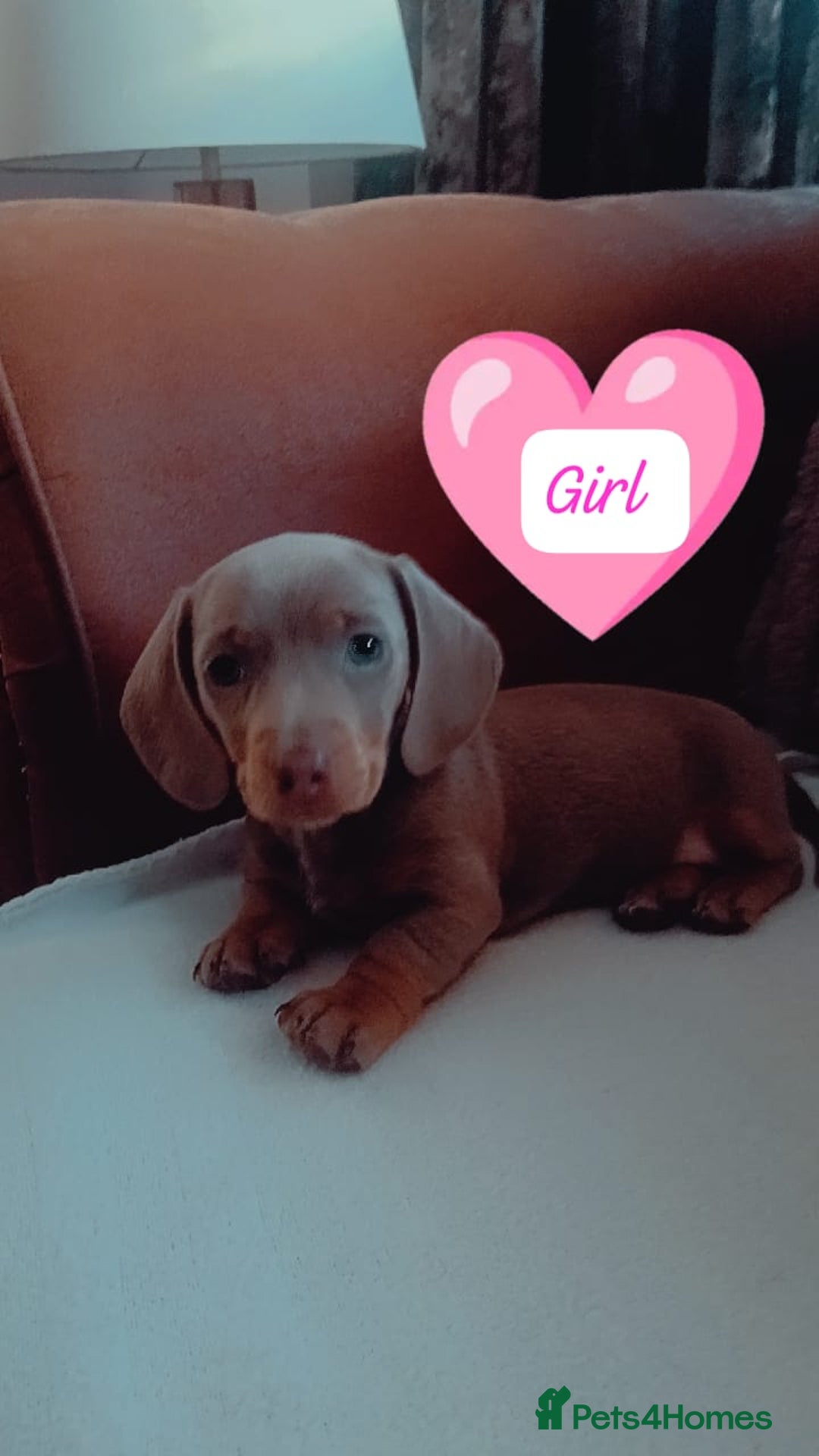 Miniature Dachshund dogs for sale: DWKC-REGISTERED- Miniature Dachshund Puppies  - Image 3