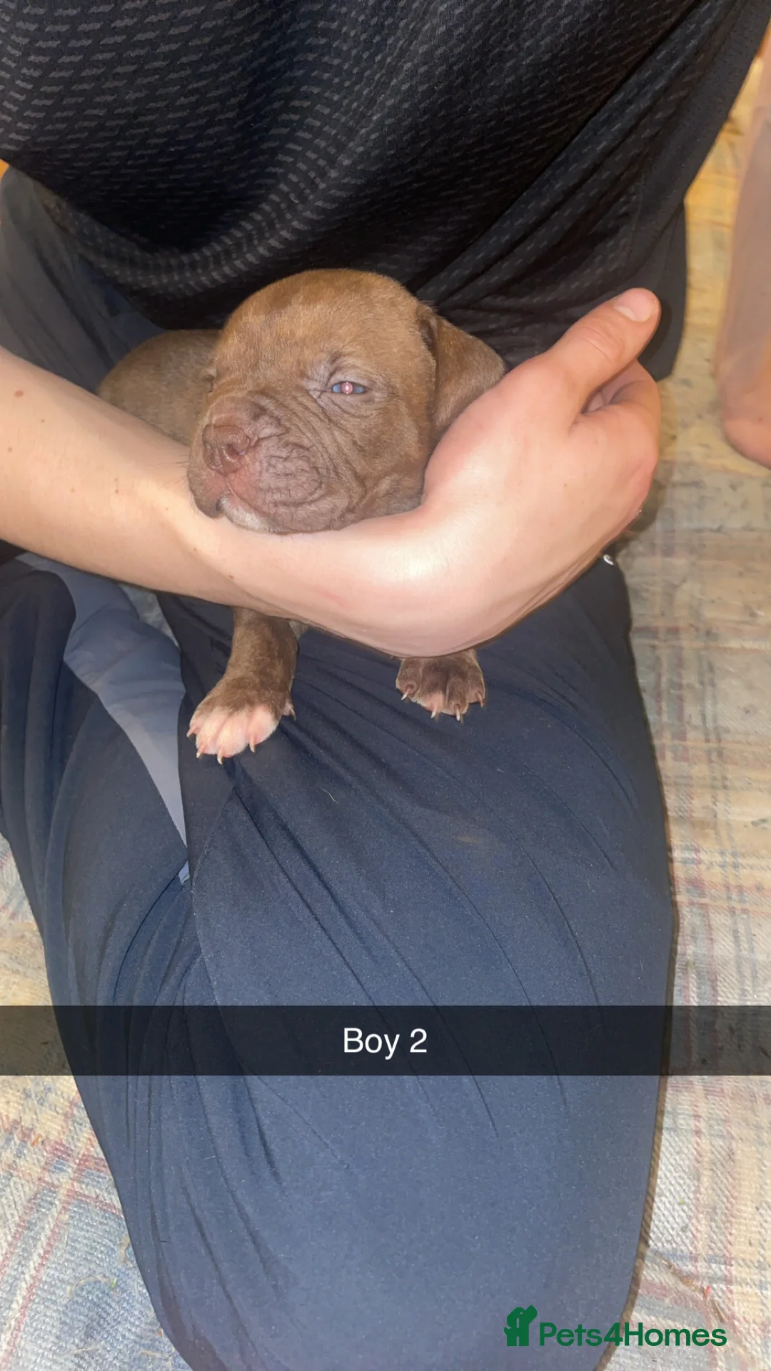 Mixed Breed dogs for sale: American bully x American bulldog puppies - Advert 7