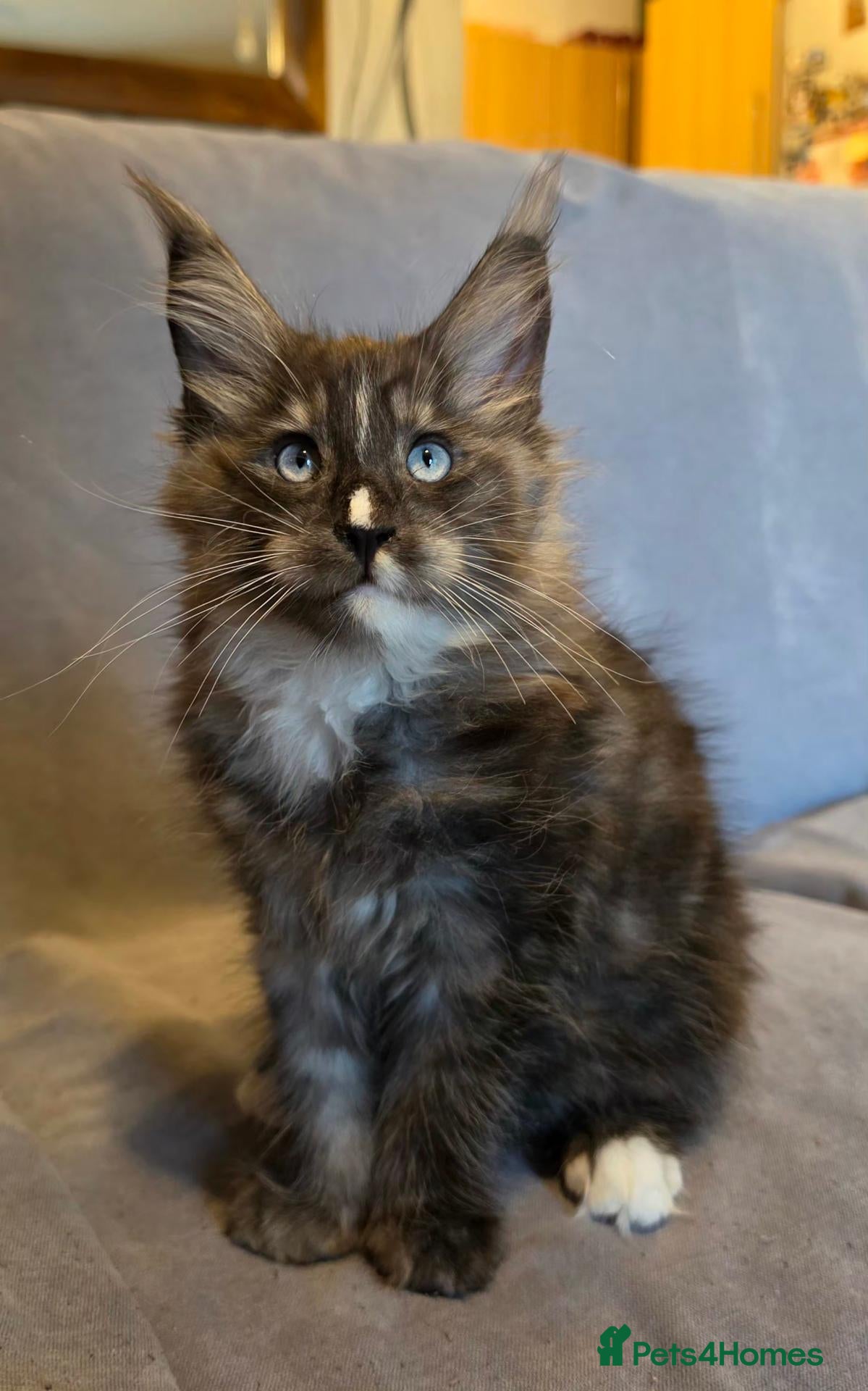 Maine Coon cats for sale: Last gorgeous pedigree boy READY NOW  - Advert 2