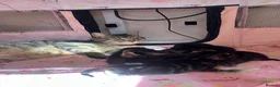 Mixed Breed cats for sale: 1 tabby male left  - Advert 4