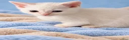 Ragdoll cats for sale: Gorgeous Ragdoll Kittens – Ready To Go!  in Bristol - Advert 11