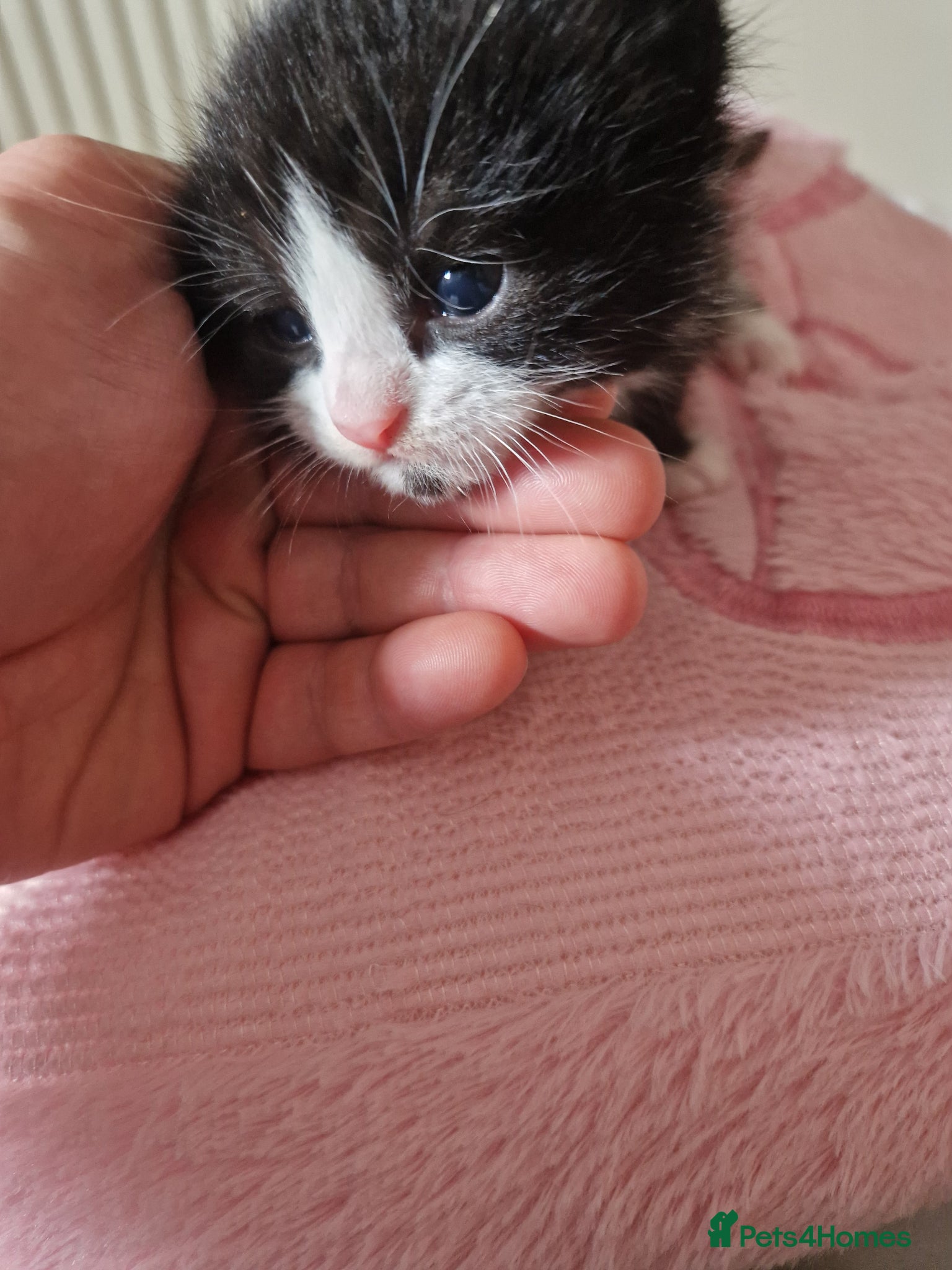 Mixed Breed cats for sale: Cat Tuxedo (Felix) - Advert 4