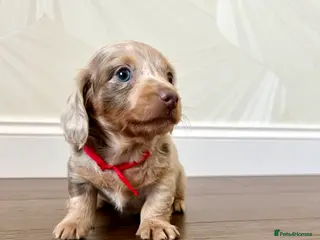 Miniature Dachshund dogs Long haired Miniature dachshund puppies KC REG - Advert 2