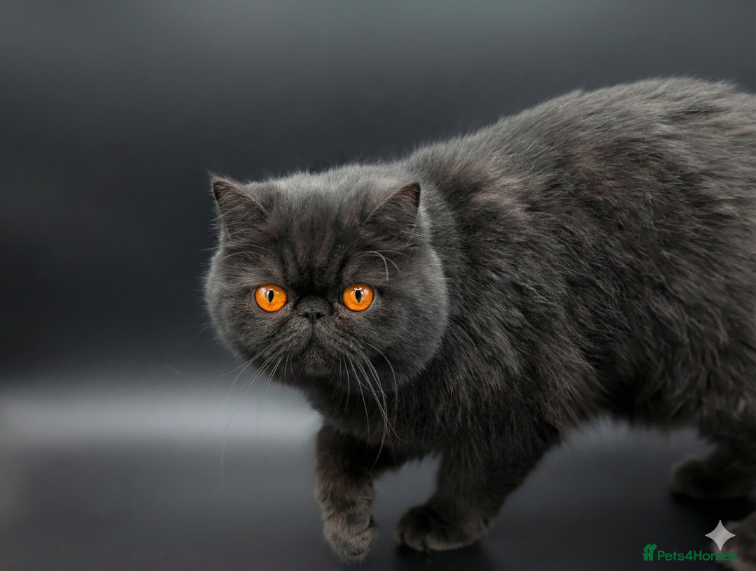 Exotic cats for sale: Stunning Solid Black Exotic Pedigree Female  - Advert 3