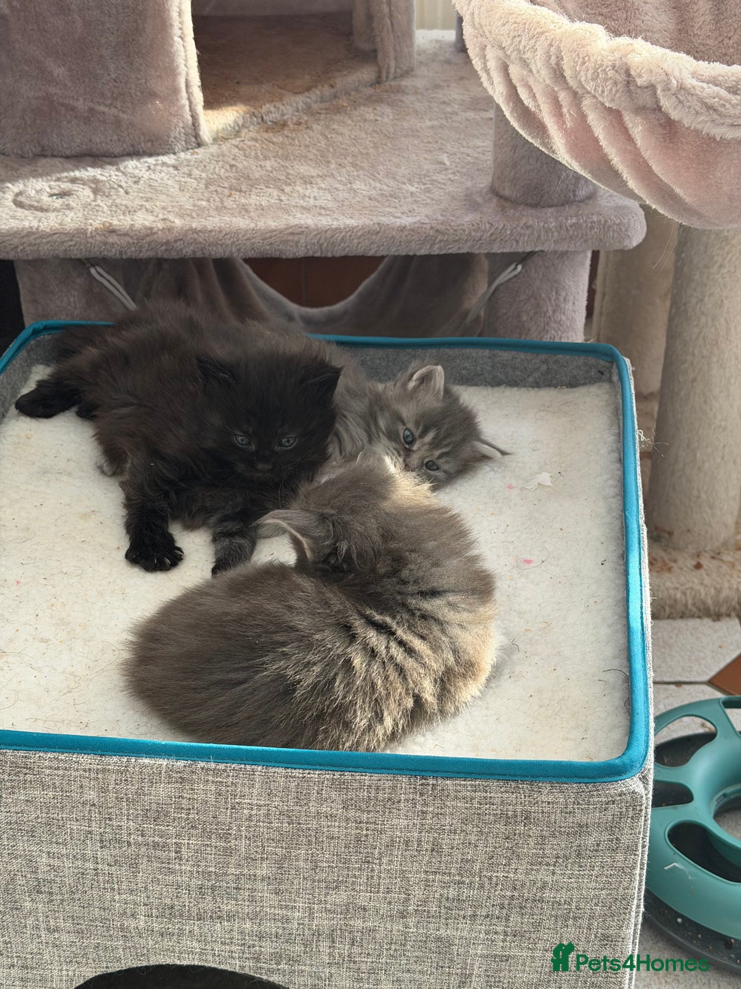 Maine Coon cats for sale: Maine Coon - Advert 5