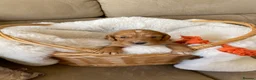 Cocker Spaniel dogs for sale: Beautiful working Cocker Spaniel puppies  in Royston - Advert 25