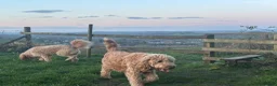 Double Doodle dogs for sale: Beautiful double doodles from family pet - Advert 13